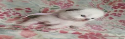 Ragdoll cats for sale: 💖 Beautiful Ragdoll kittens for Sale 💖 - Advert 4