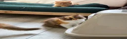 British Longhair cats for sale: Available now 😻 British Longhair kittens - TICA  - Advert 11