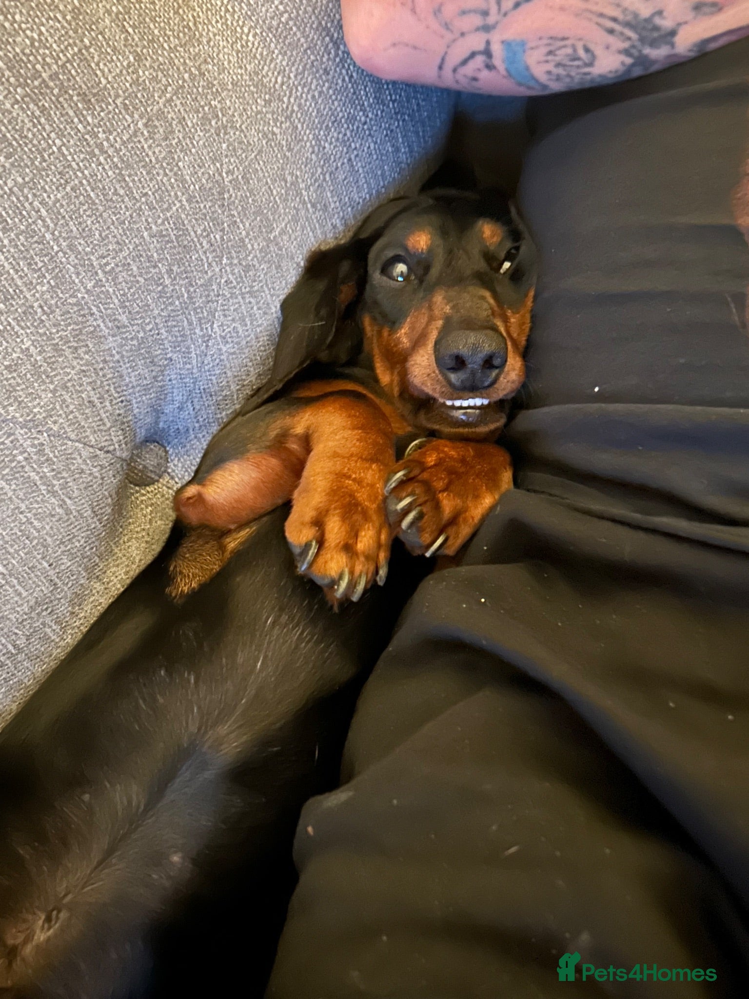 Dachshund dogs 18 month Sausage dog. Frankie. Male - Advert 1