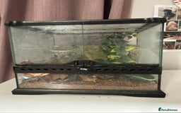 Cockroaches invertebrates for sale: adult and baby hissing cockroaches with setup  - Image 5