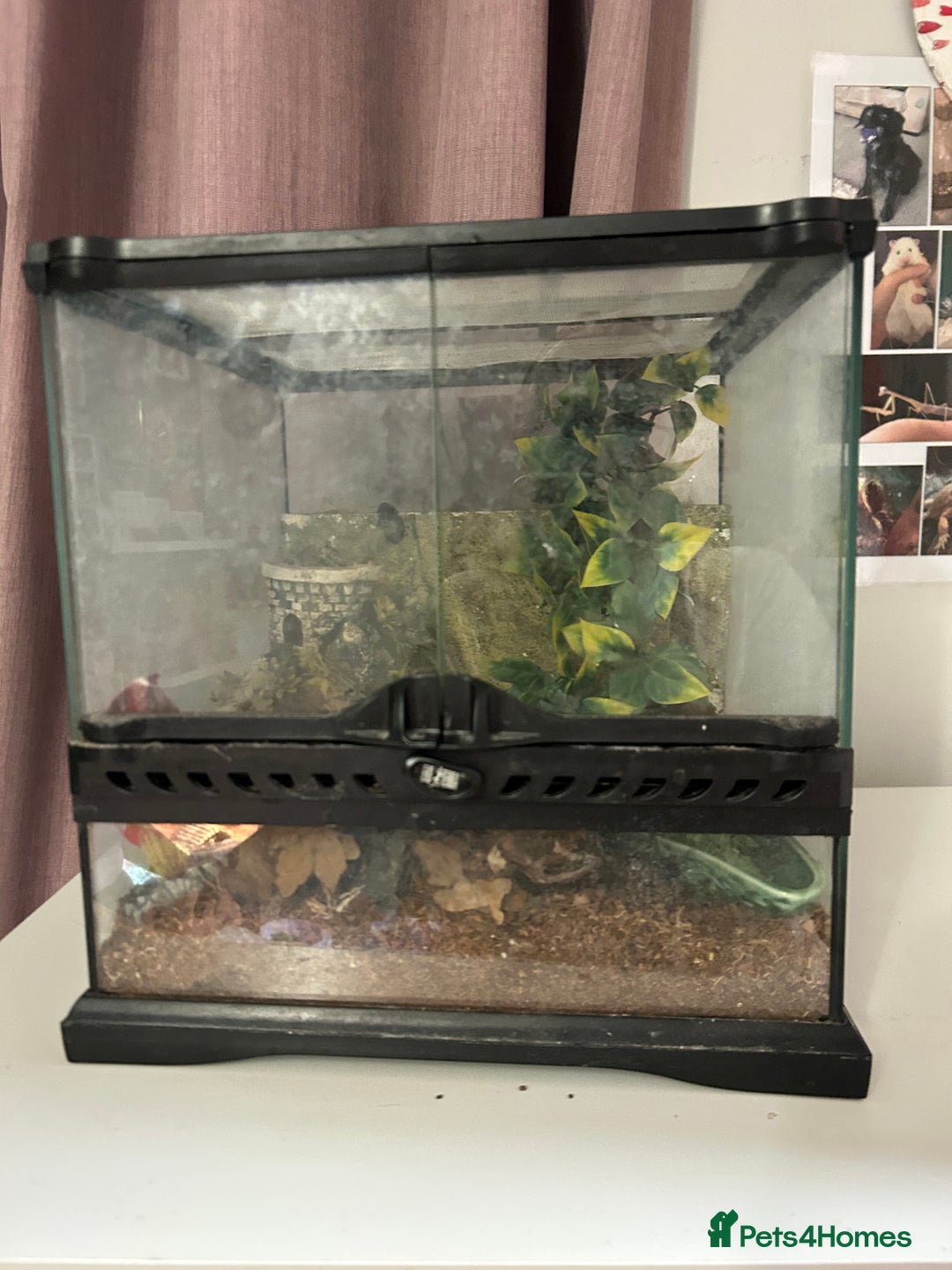 Cockroaches invertebrates for sale: adult and baby hissing cockroaches with setup  - Image 5