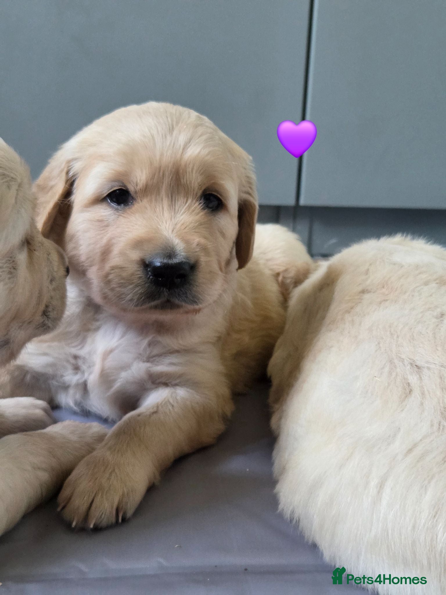 Golden Retriever dogs All puppies have homes 🐾 thank you ☺️  - Advert 6