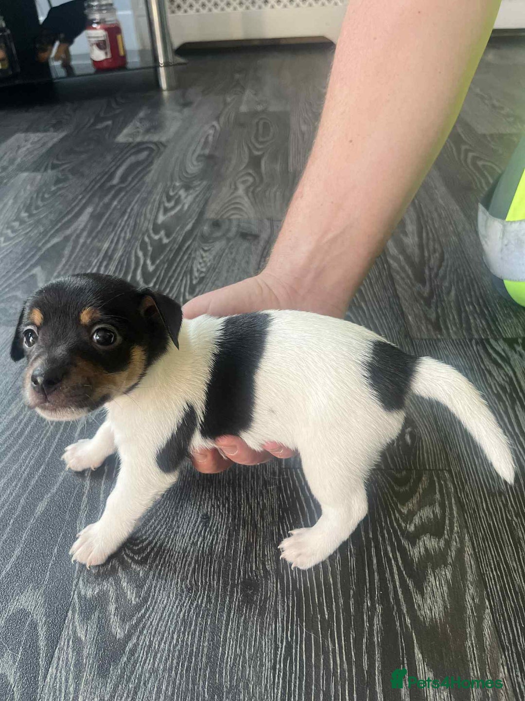 Jack Russell dogs for sale: Beautiful litter of Jack Russell pups - Image 23