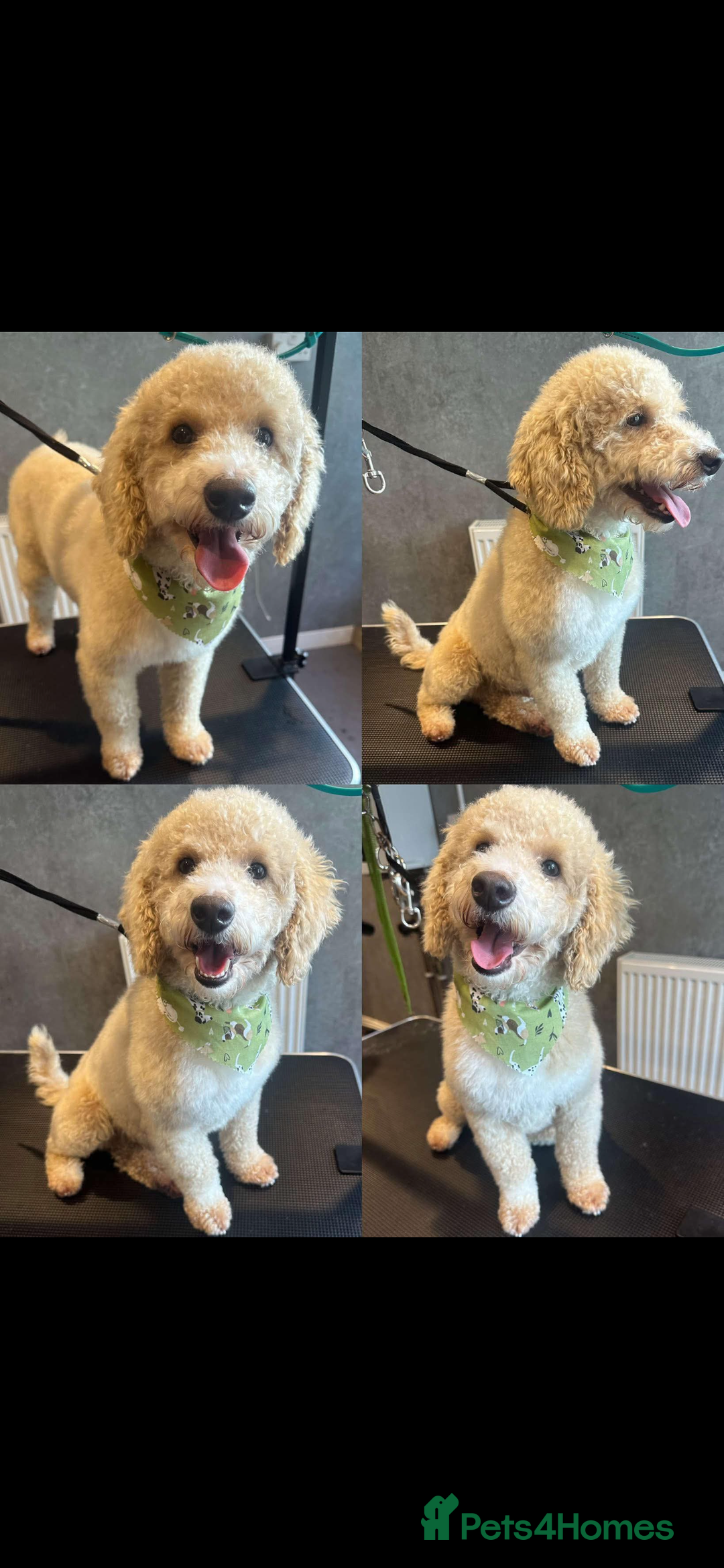Mixed Breed dogs for sale: Poodle For Rehoming - Advert 1