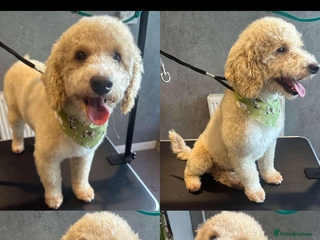Mixed Breed dogs Poodle For Rehoming - Advert 1