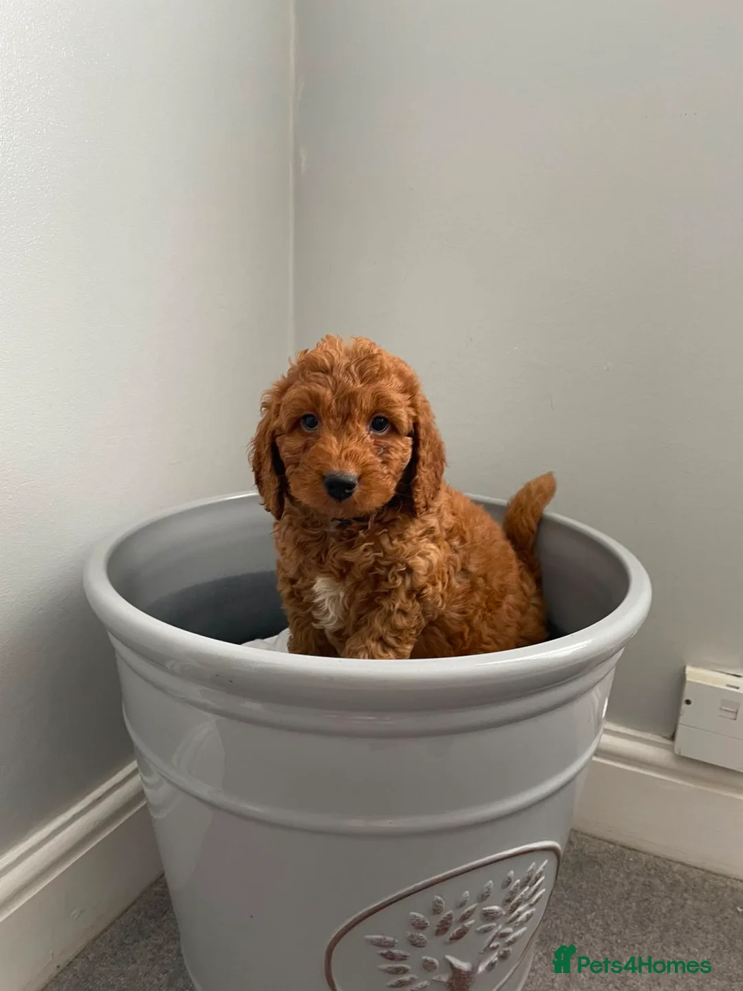 Cockapoo dogs for sale: STUNNING HEALTH CLEAR COCKAPOO PUPPIES  - Advert 23
