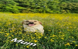Labrador Retriever dogs for sale: KC reg Lab Retriever puppies ready 4th Oct - Image 4