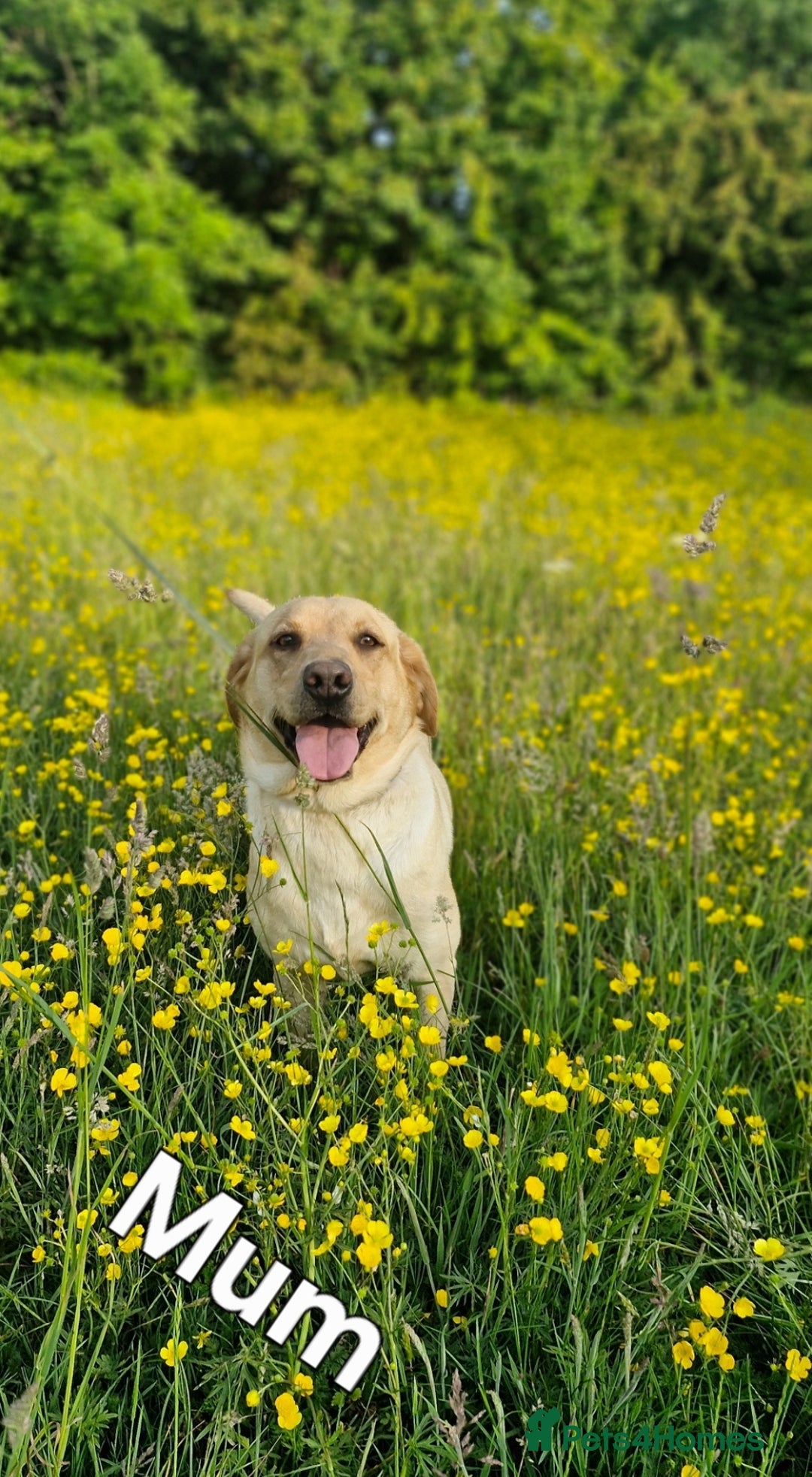 Labrador Retriever dogs for sale: KC reg Lab Retriever puppies ready 4th Oct - Image 4