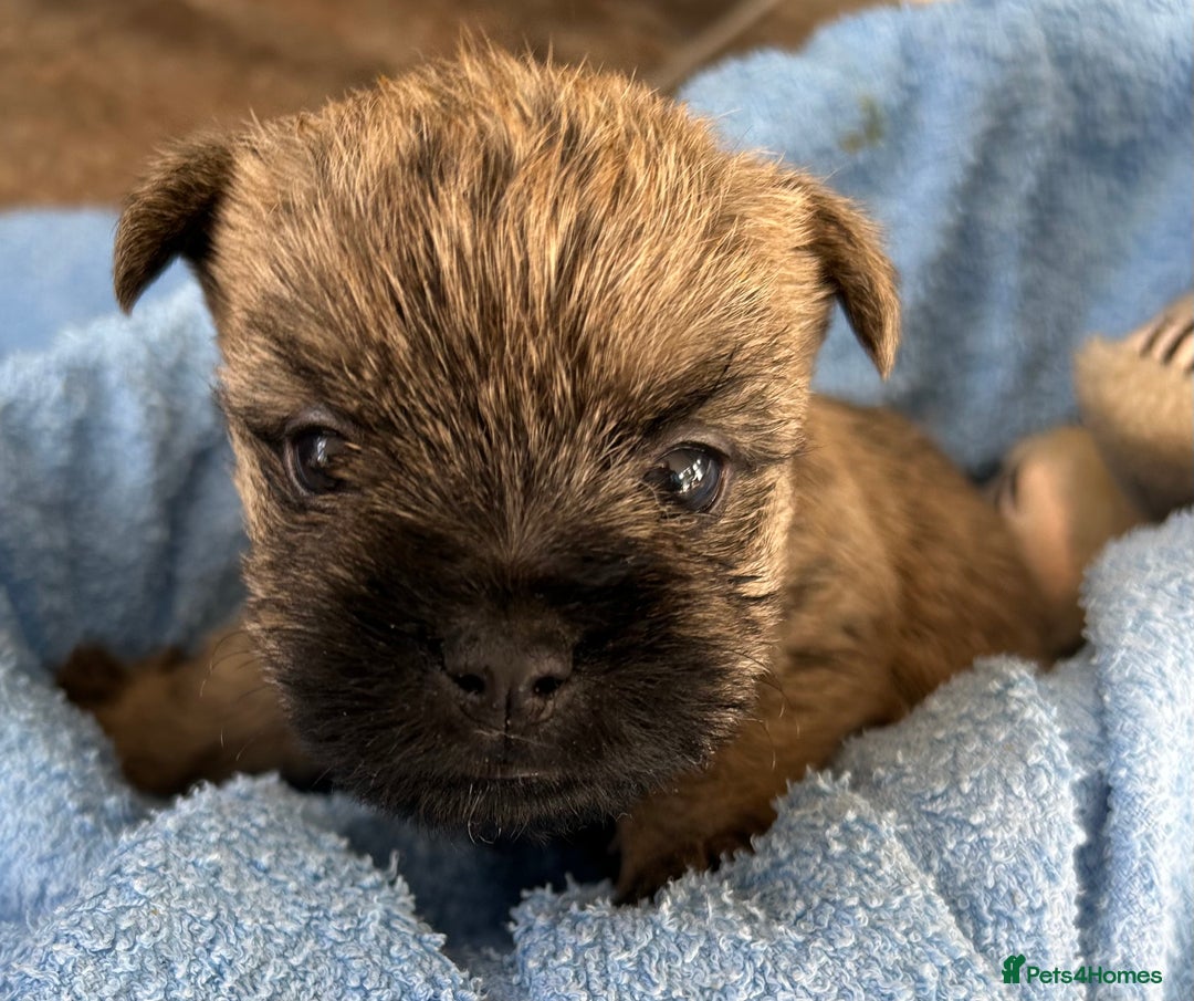 Cairn Terrier dogs for sale: CAIRN TERRIER PUPPIES - Advert 16