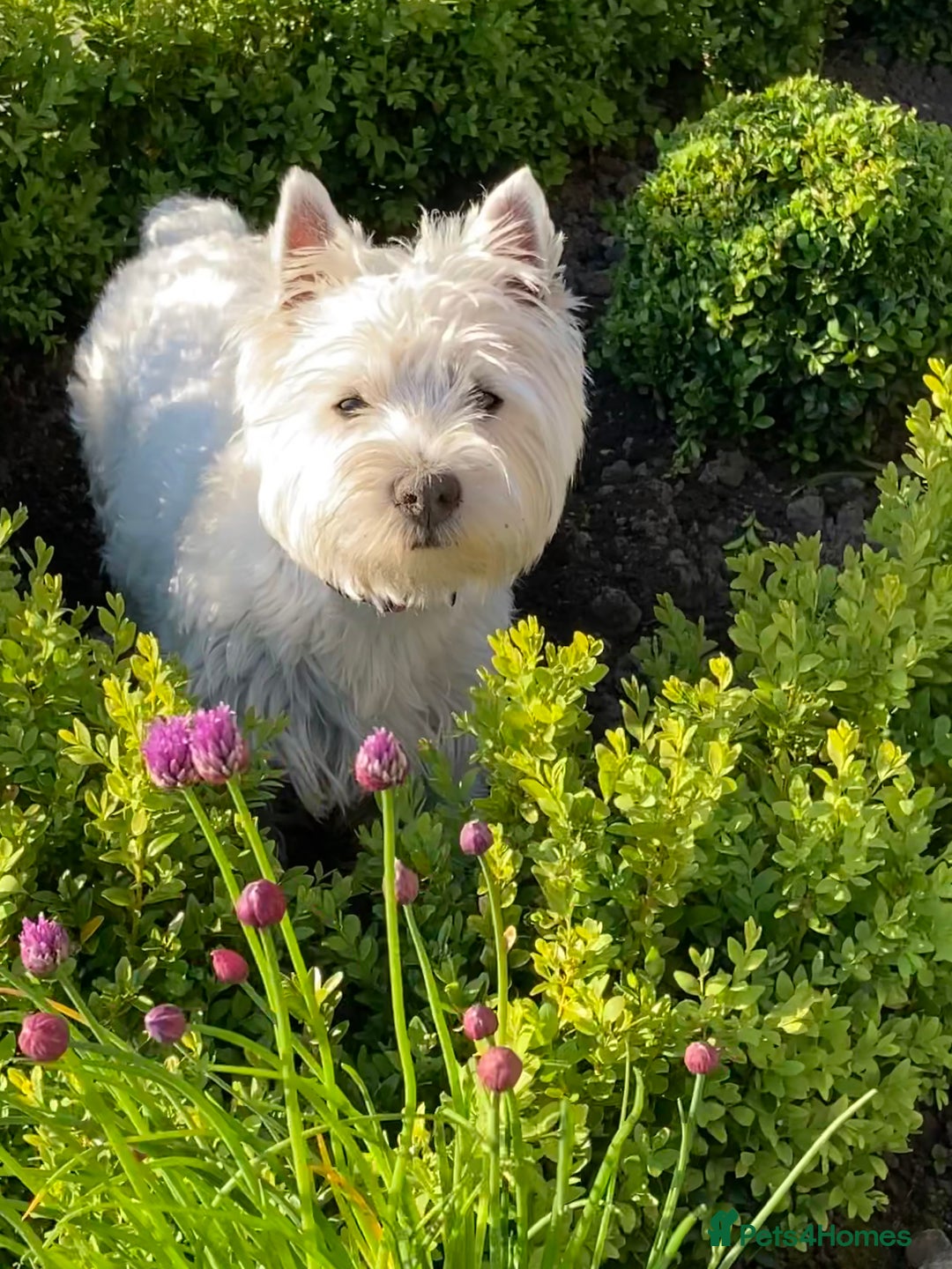 West Highland Terrier dogs for sale: West Highland Terriers For Sale - Image 6