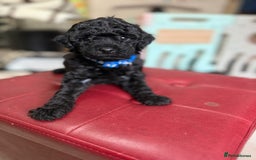 Toy Poodle dogs for sale: Toy poodle x chipoo male puppies - Advert 9