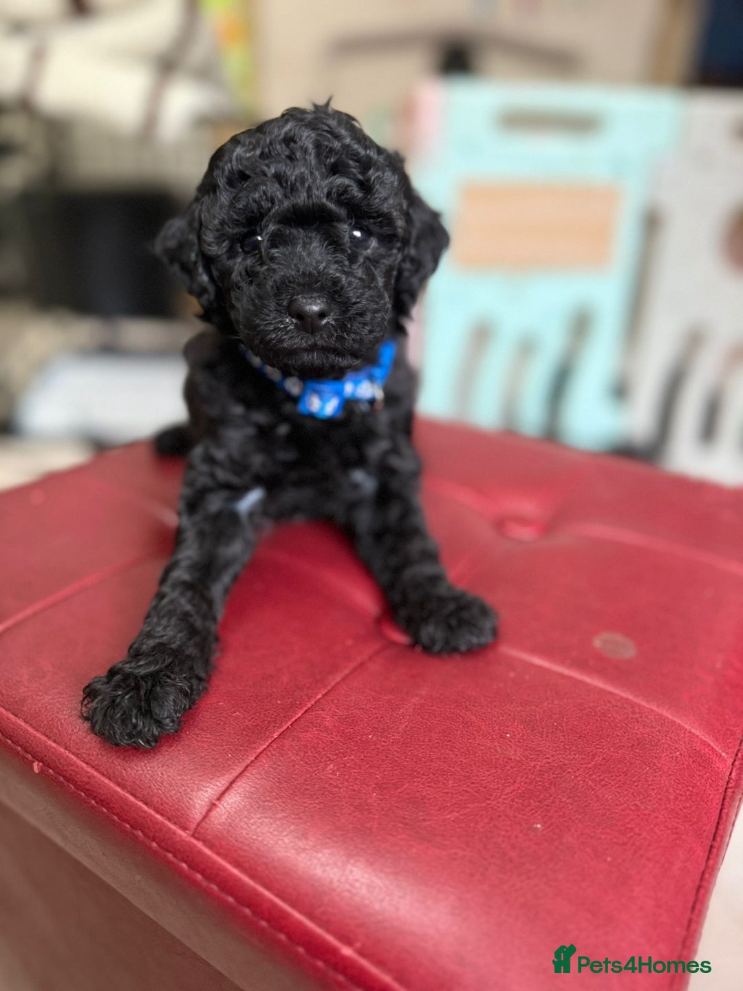 Toy Poodle dogs for sale: Toy poodle x chipoo male puppies - Advert 9