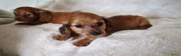 Miniature Dachshund dogs for sale: Longhaird Miniature dachshund puppys - Advert 14