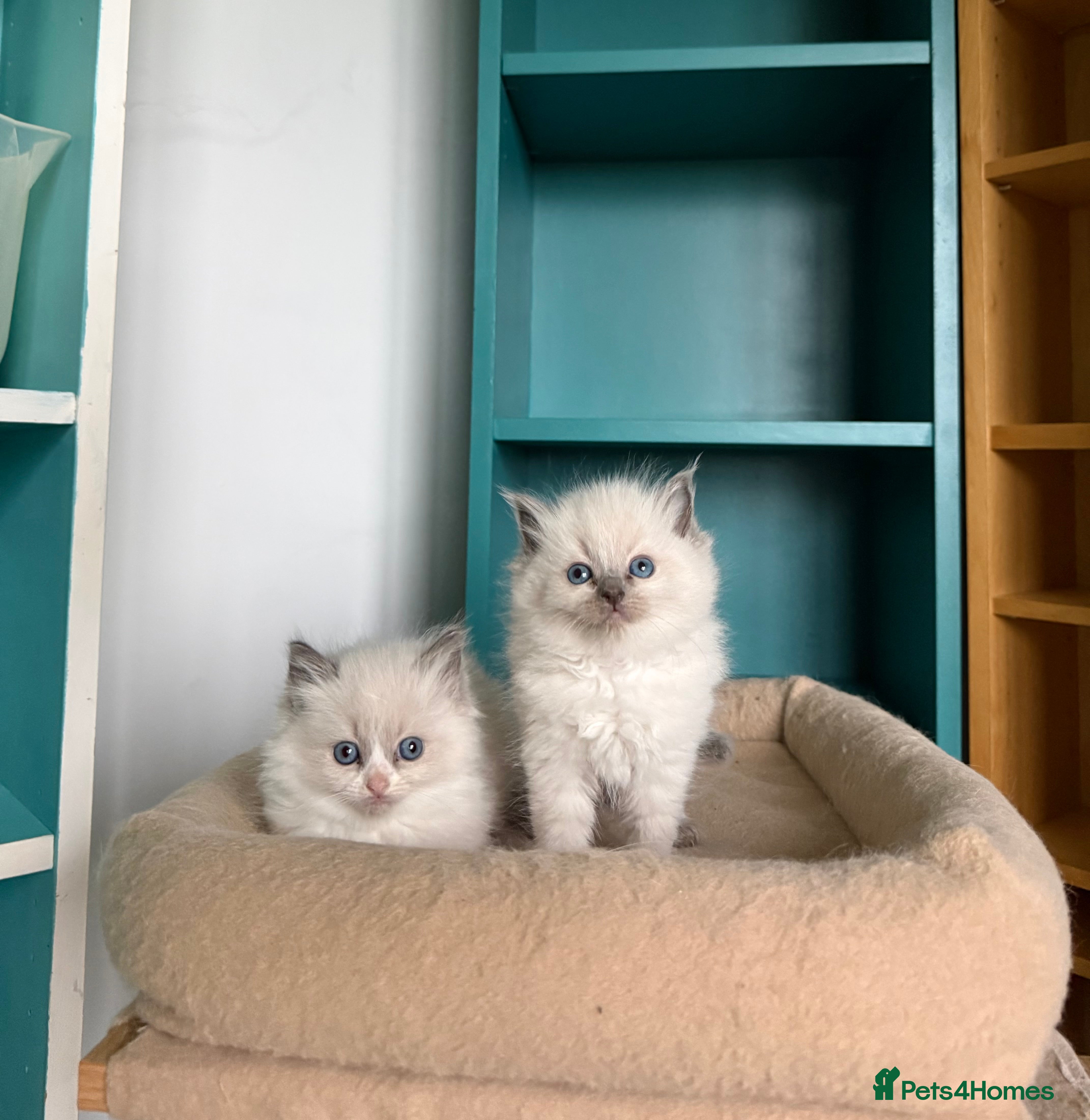 Ragdoll cats 📍1 FEMALE LEFT!🍼GCCF REGISTERED🐾 - Advert 16