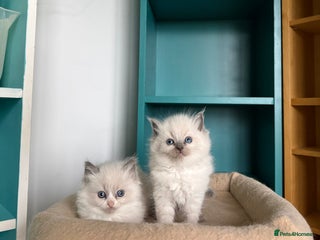 Ragdoll cats 📍GCCF REGISTERED🐾 6 Ragdoll Kittens available!🍼 - Advert 2
