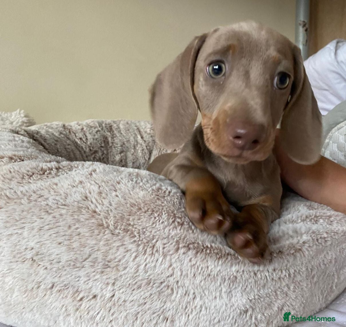 Dachshund dogs KC miniature smooth haired DNA tested dachshunds  - Advert 2