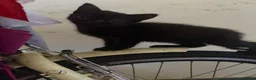 Mixed Breed cats for sale: Little Fluffs are looking for home - Advert 15
