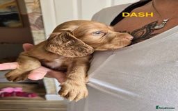 Cocker Spaniel dogs for sale: Beautiful cocker spaniels  - Image 3