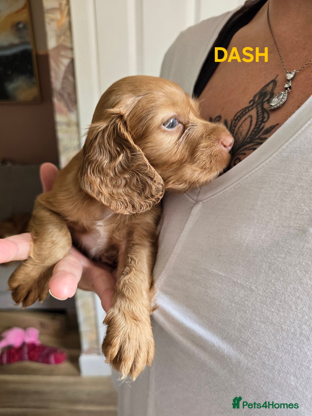 Cocker Spaniel dogs for sale: Beautiful cocker spaniels  - Image 3
