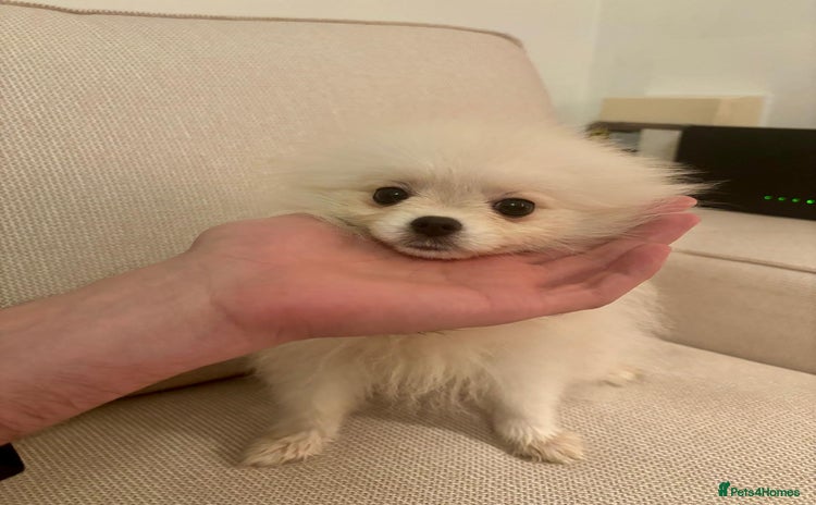 Pomeranian dogs - Advert 8