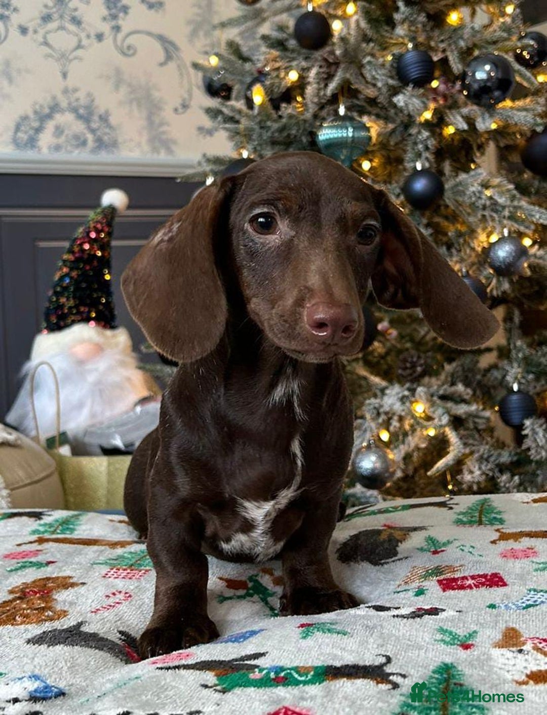 Miniature Dachshund dogs for sale: FULLY VAX LITTER MINIATURE DAXIS PRA CLR KC REG - Advert 14
