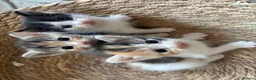 Mixed Breed cats for sale: 5 Beautiful Kittens  - Advert 9