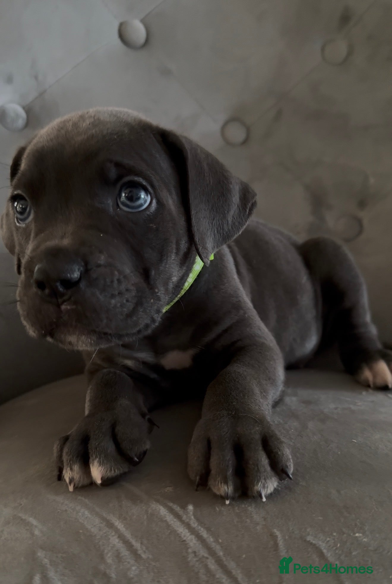 Cane Corso dogs Soon ready to leave 🥰 - Advert 1
