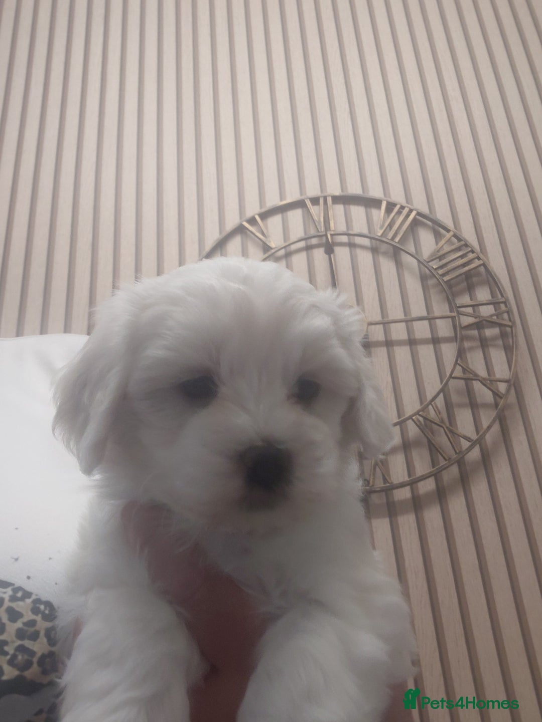 Maltipoo dogs for sale: F1 tiny adorable maltipoo  - Advert 8