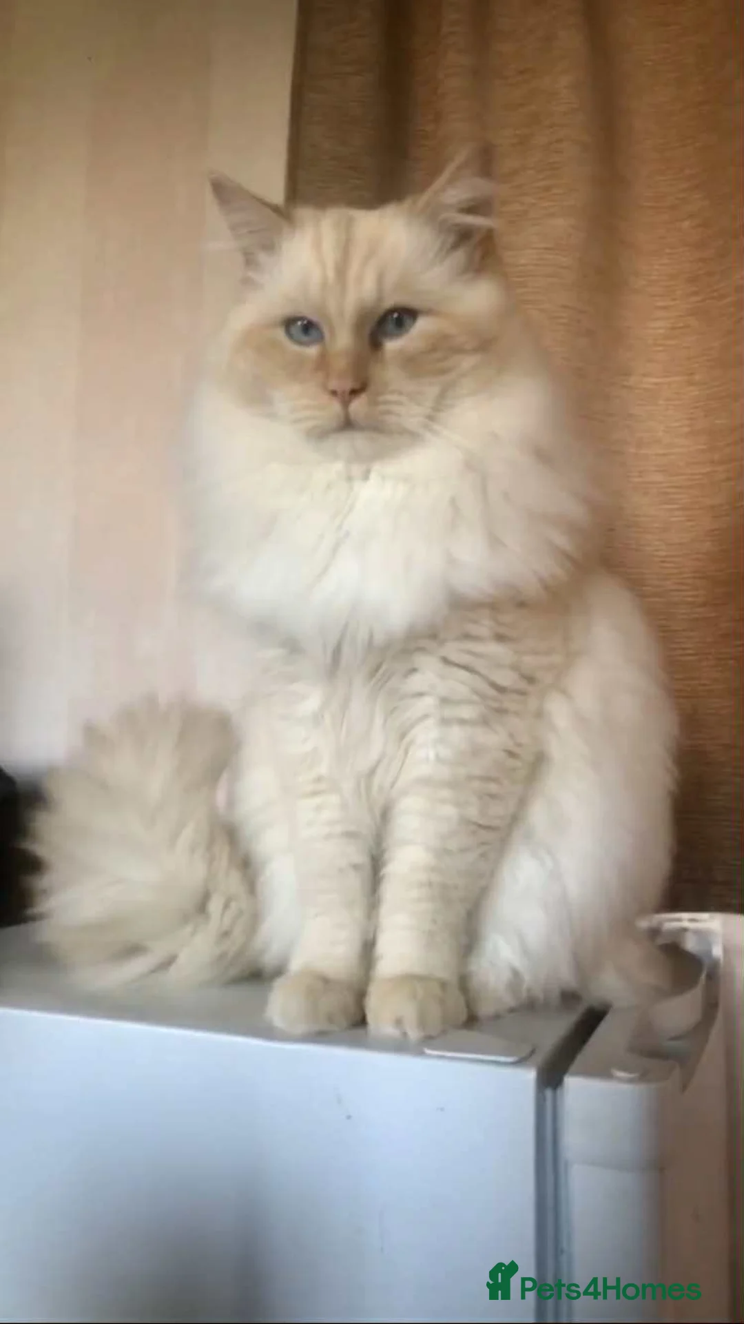 Ragdoll cats for sale: Male Adult Ragdoll - Advert 3