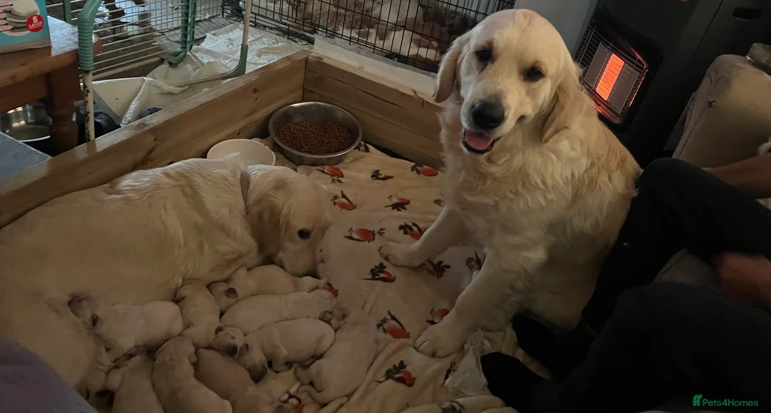 Golden Retriever dogs for sale: Adorable litter golden retriever puppies  in Baldock - Advert 10