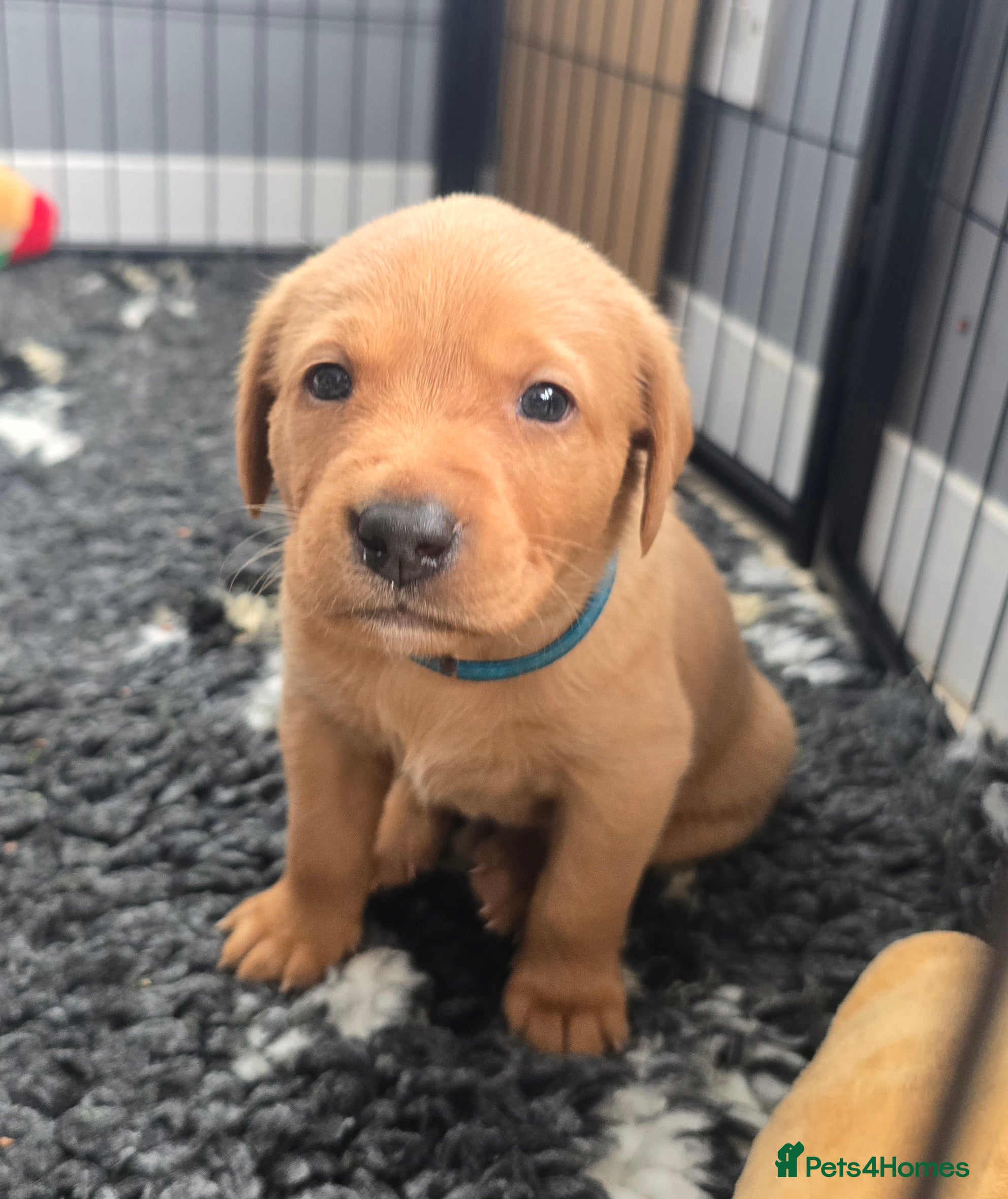Labrador Retriever dogs KC Registered Fox Red Male - Blue Collar - Advert 12
