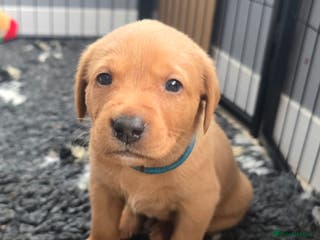 Labrador Retriever dogs KC Registered Fox Red Male - Blue Collar - Advert 11
