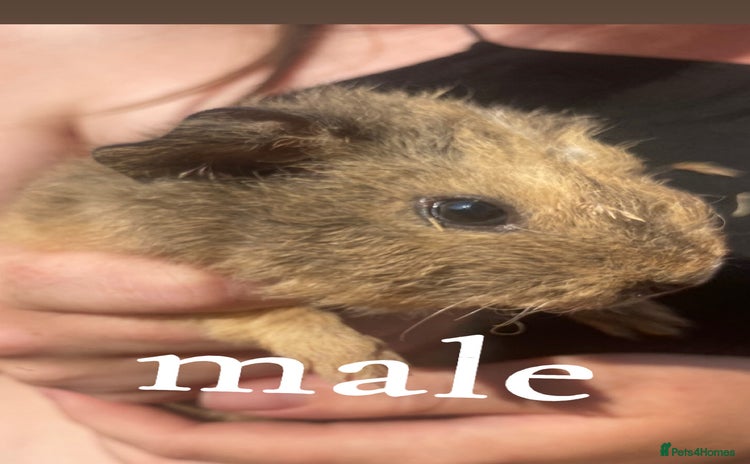 Guinea Pig rodents - Advert 12
