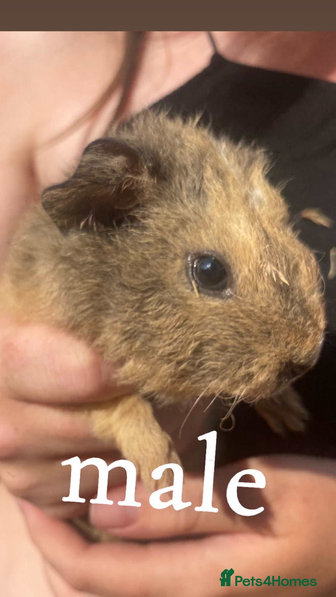 Guinea Pig rodents for sale: beautiful baby guinea pigs - Image 1