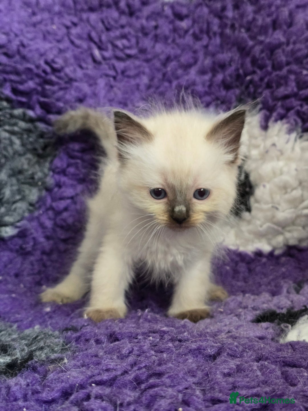 Ragdoll cats for sale: GCCF Registered kittens  - Image 8