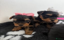 Yorkshire Terrier dogs for sale: Yorkshire Terrier Puppy 5 - 6 beautiful Yorkshire terriers  - Image 21