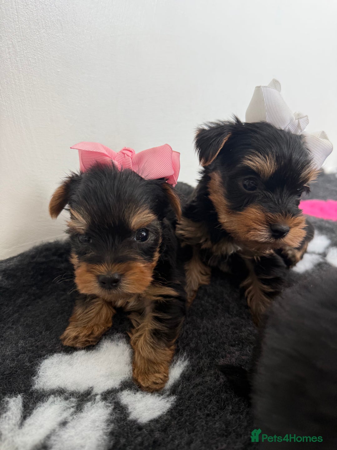 Yorkshire Terrier dogs for sale: Yorkshire Terrier Puppy 5 - 6 beautiful Yorkshire terriers  - Image 21