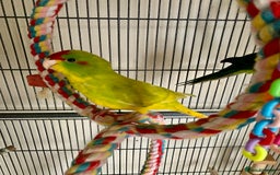 Parakeets birds for sale: 2 Hand Reared Boys Kakariki’s  - Image 5