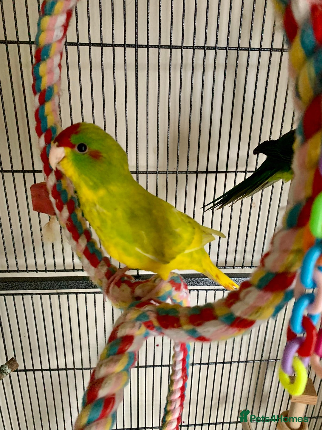 Parakeets birds for sale: 2 Hand Reared Boys Kakariki’s  - Image 5