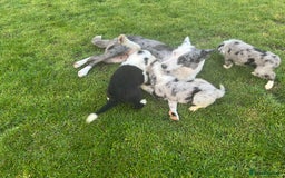 Border Collie dogs for sale: Border Collies READY NOW - Image 32