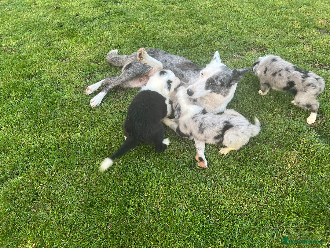 Border Collie dogs for sale: Border Collies READY NOW - Image 32