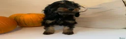 Cockapoo dogs for sale: Beautiful F1B Cockapoo boys  - Advert 7