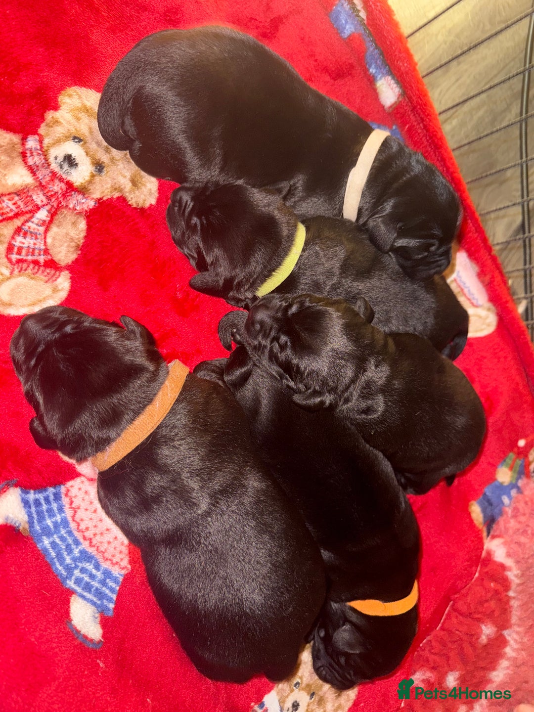 Labrador Retriever dogs for sale: (REDUCED) KC registered Labradors  - Advert 12
