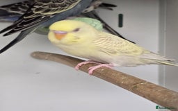 Budgerigars birds for sale: Gorgeous Baby Budgies ready now!!! - Image 11