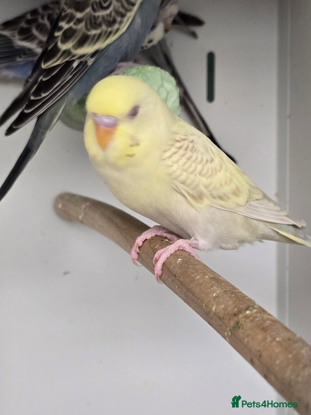 Budgerigars birds for sale: Gorgeous Baby Budgies ready now!!! - Image 11