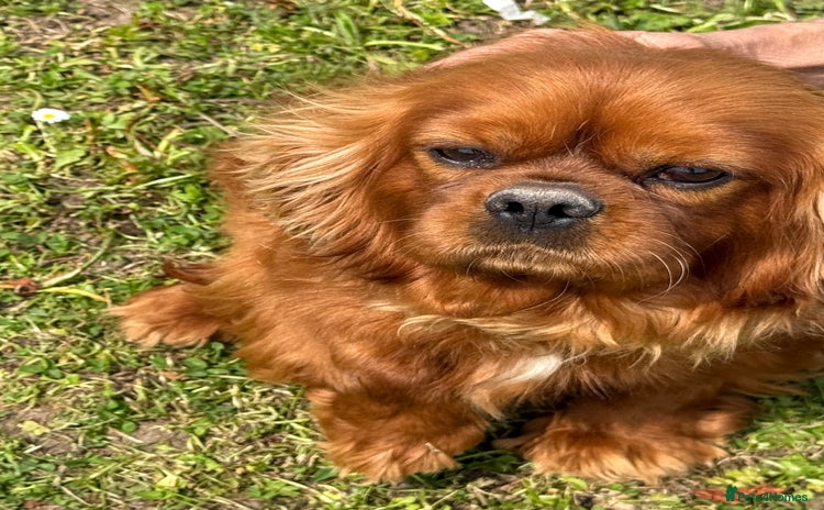 Cavalier King Charles Spaniel dogs - Advert 1