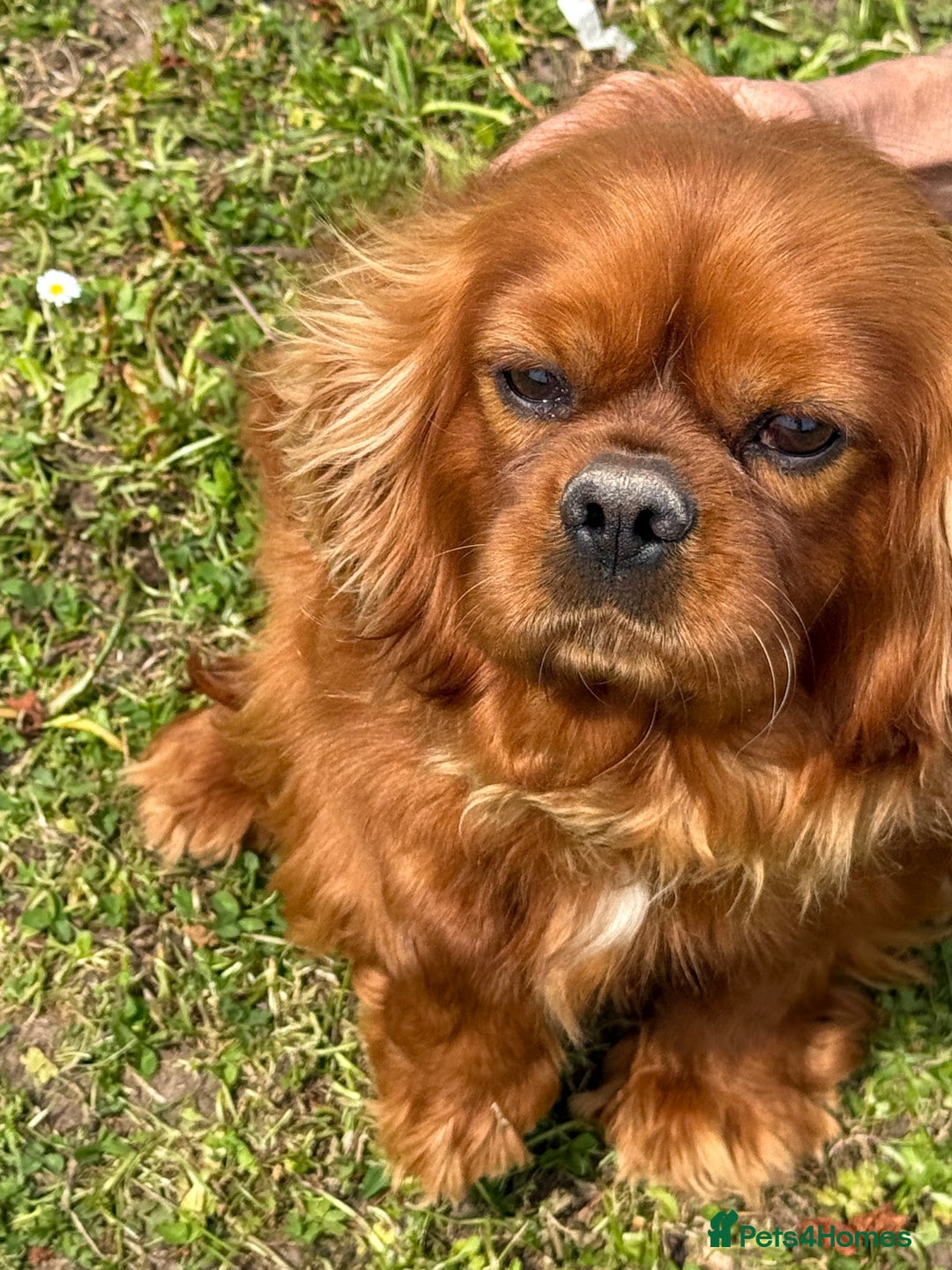 Cavalier King Charles Spaniel dogs for sale: KC Adult Male Cavalier - Image 1