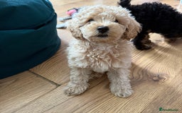 Cavapoo dogs for sale: Miniature cavapoos  - Image 20