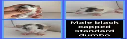 Rat rodents for sale: Adorable baby rats for sale  - Advert 30