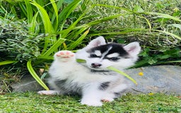 Pomsky dogs for sale:  Beautiful F2b Pomsky Puppies – Health Tested - Image 1
